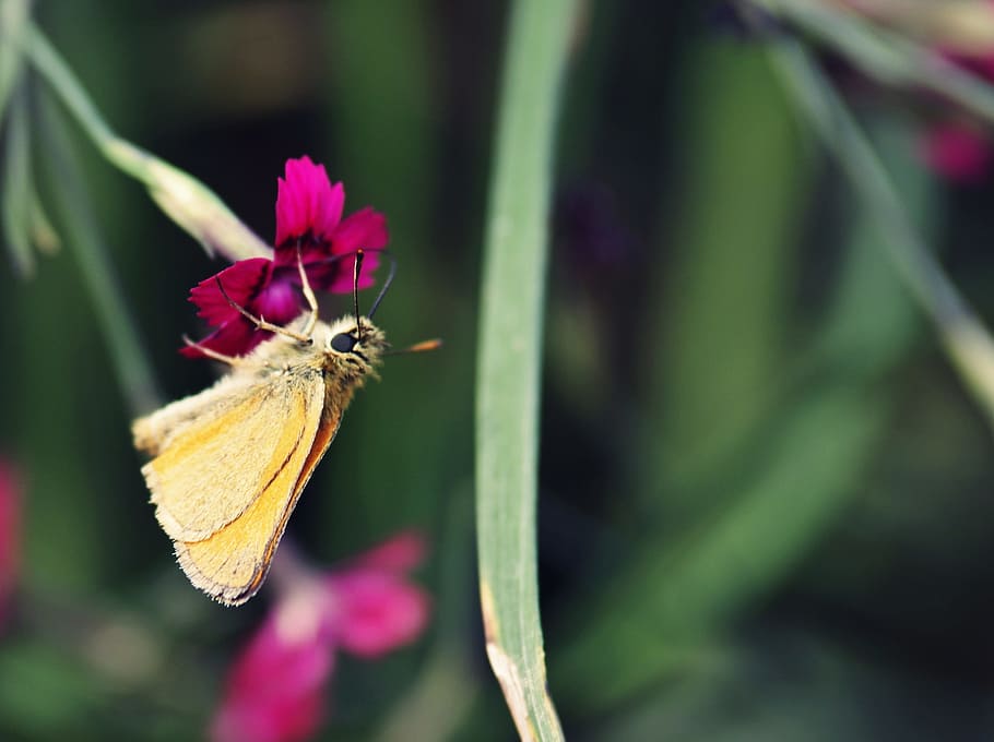 butterfly, flower, summer, spring, nature, insect, garden, color HD wallpaper