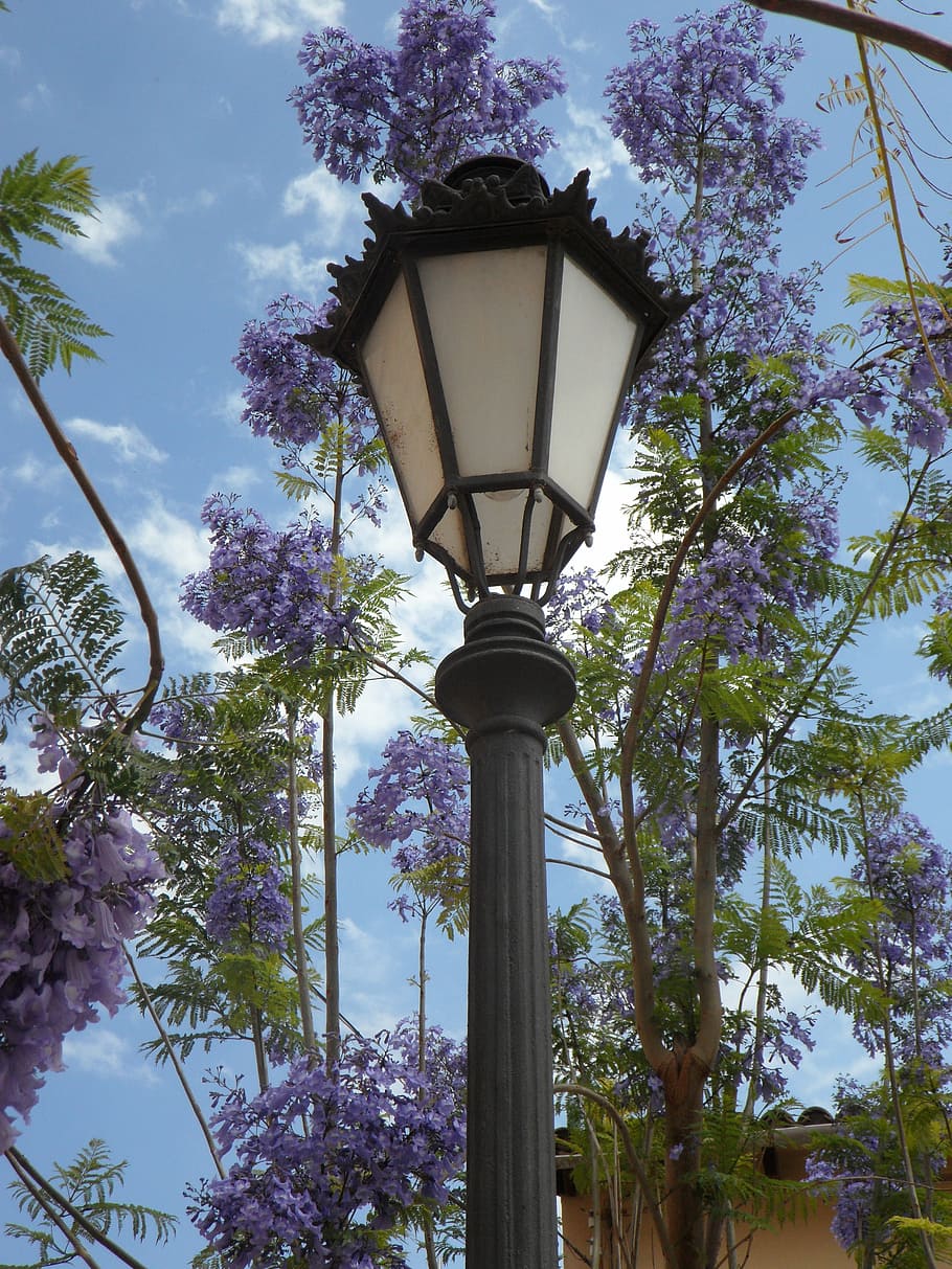 lantern, jacaranda, mediterranean, south, blossom, lamp, light, HD wallpaper