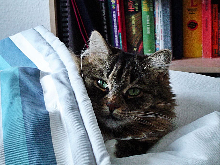 cat, concerns, blanket, cat face, head, animal, cute cat, domestic HD wallpaper