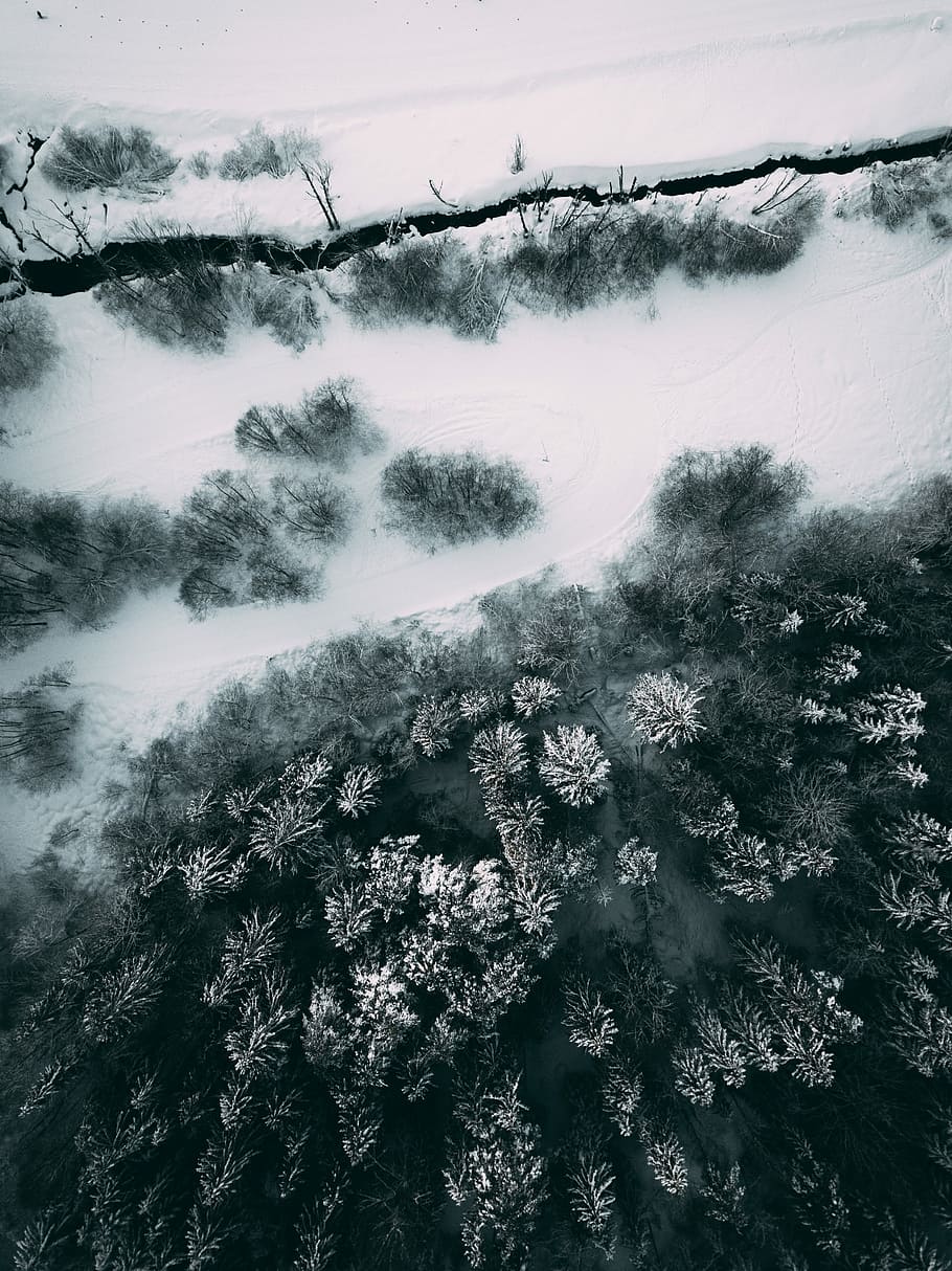 aerial photography of trees covered with snow, trees covered with snow HD wallpaper