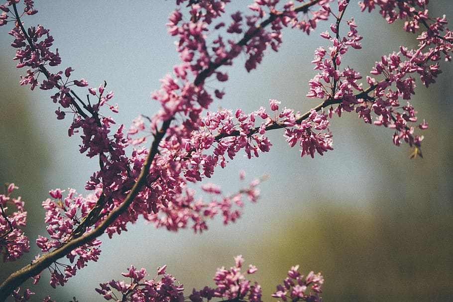 selective focus photo of pink flowers in bloom, closeup photography of purple cluster flowers HD wallpaper