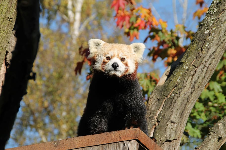 red panda, panda bear, cute, mammal, zoo, climber, small-panda HD wallpaper