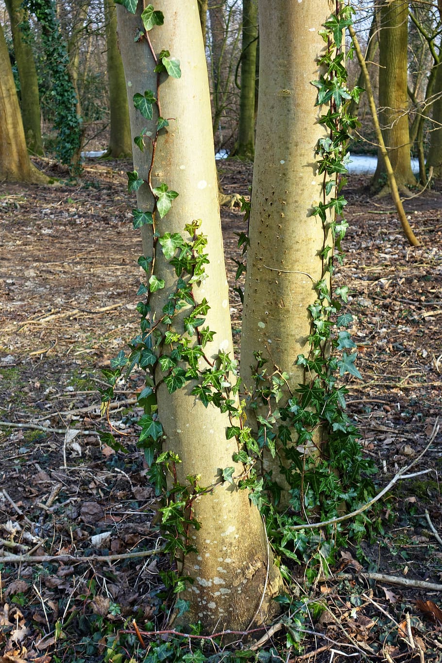 two tree trunks covered with plant, bark, ivy, ivy grown, foliage HD wallpaper