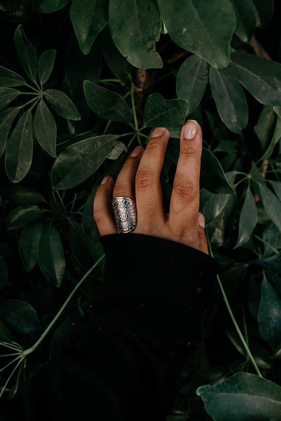 person wearing silver-colored ring and holding green leaves, closeup photo of person's hand touching plant HD wallpaper