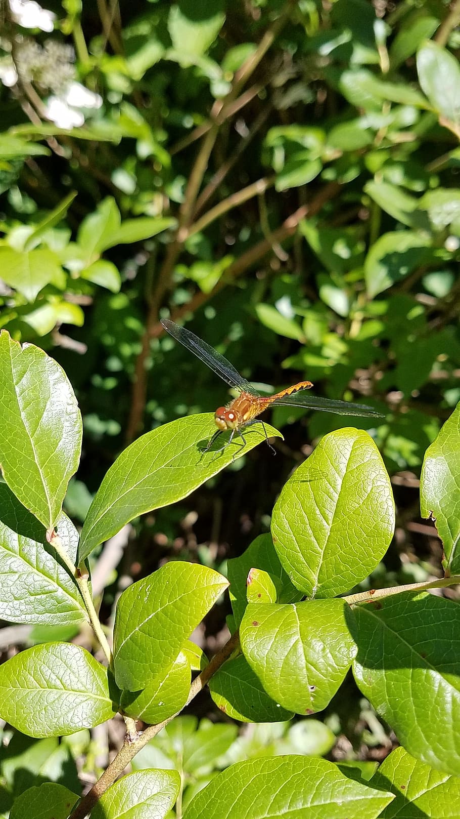 dragonfly, insect, bug, nature, wildlife, wing, blueberry bush HD wallpaper