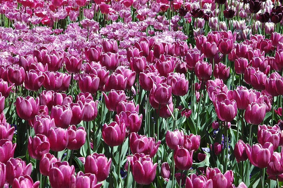 Flowers, Spring, Blossom, purple, pink color, freshness, beauty in nature HD wallpaper
