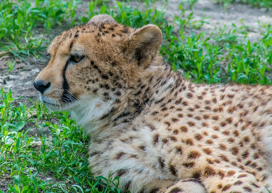 cheetah, cat, predator, speckles, it is observed, looks, animal HD wallpaper