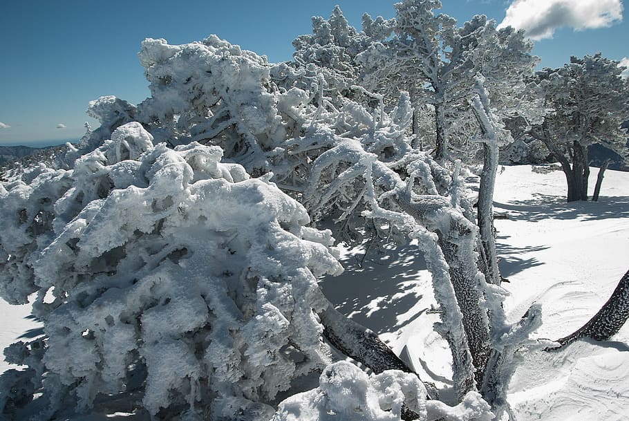 snow, tree, winter, winter landscape, cold, cold temperature HD wallpaper