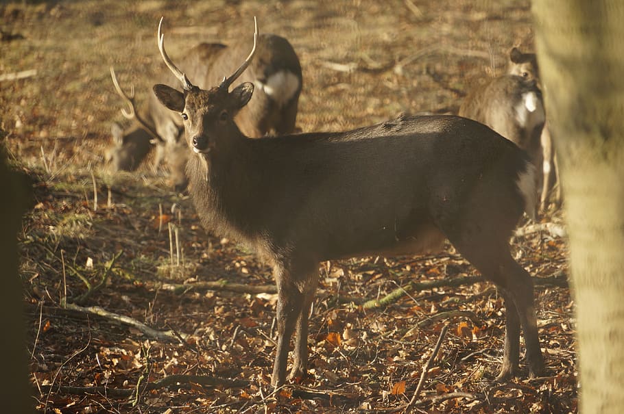 deer, forest, autumn, animal themes, animal wildlife, animals in the wild HD wallpaper