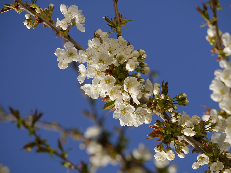 blossom, bloom, tree, branch, sky, blue, spring, nature, plant HD wallpaper