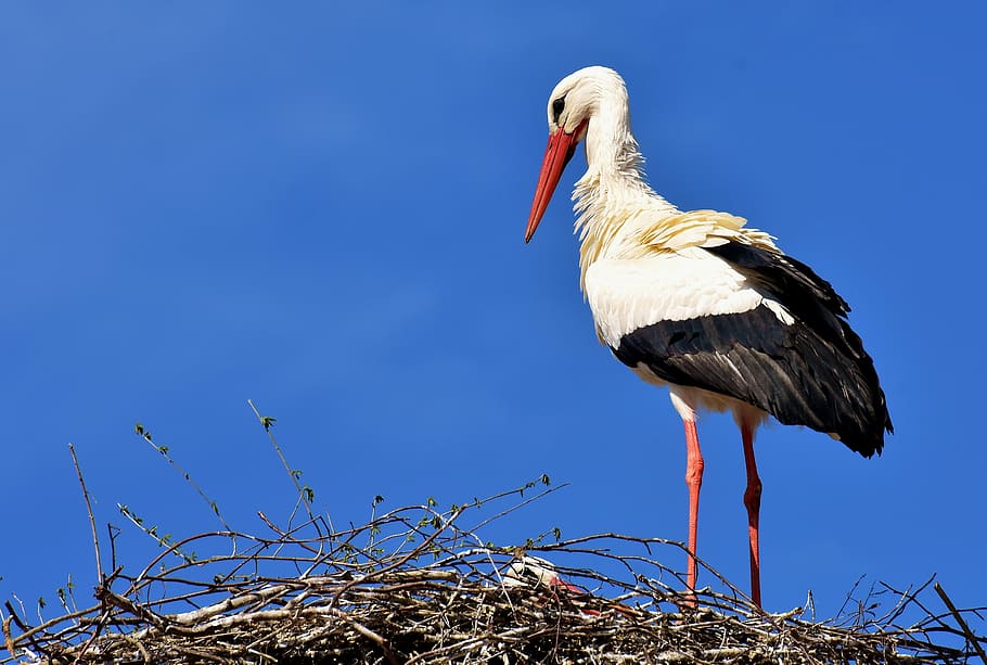 white and black long-beak bird, stork, fly, plumage, nature HD wallpaper