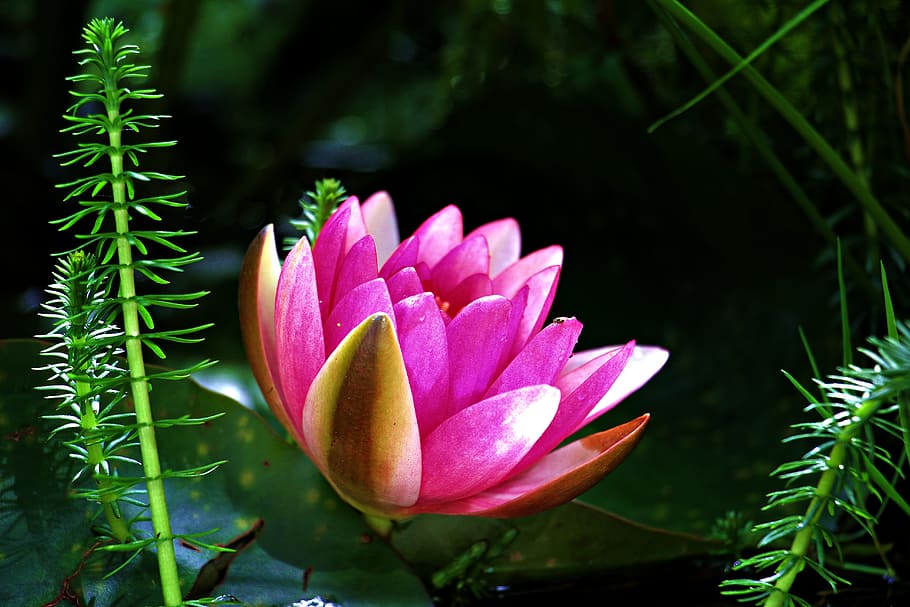 pink water lily in bloom at daytime, nuphar lutea, aquatic plant, HD wallpaper