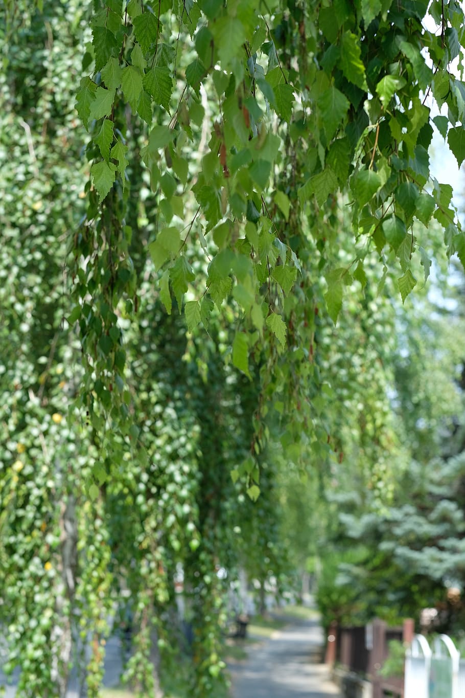 nature, trees, birch, plant, growth, green color, day, no people HD wallpaper