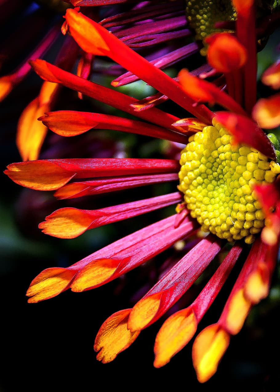 chrysanthemum, double, yellow, red, blossom, bloom, close, summer HD wallpaper