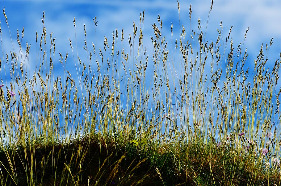 sky, blue, clouds, grass, nature, cloudy, sky blue, blue sky HD wallpaper