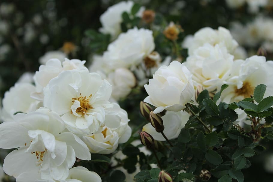 Midsummer, Roses, White Flower, midsummer roses, white color HD wallpaper
