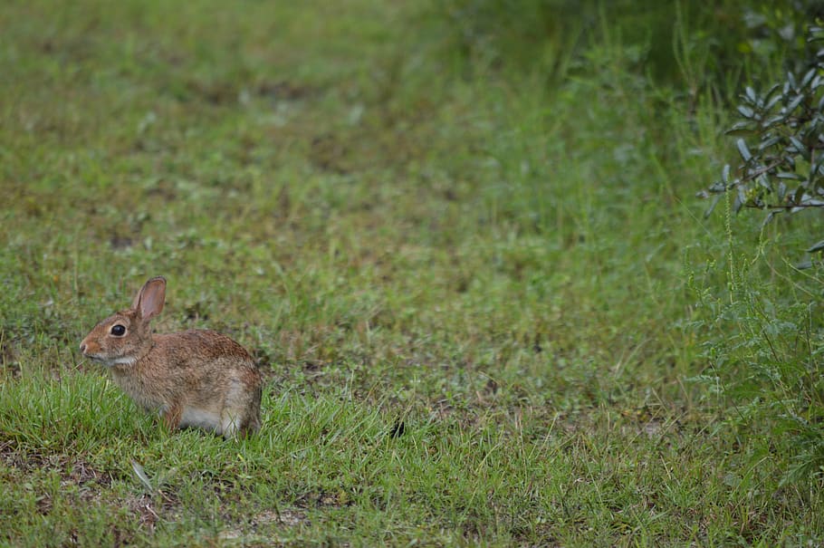 rabbit, grass, cute, animal themes, one animal, animal wildlife HD wallpaper