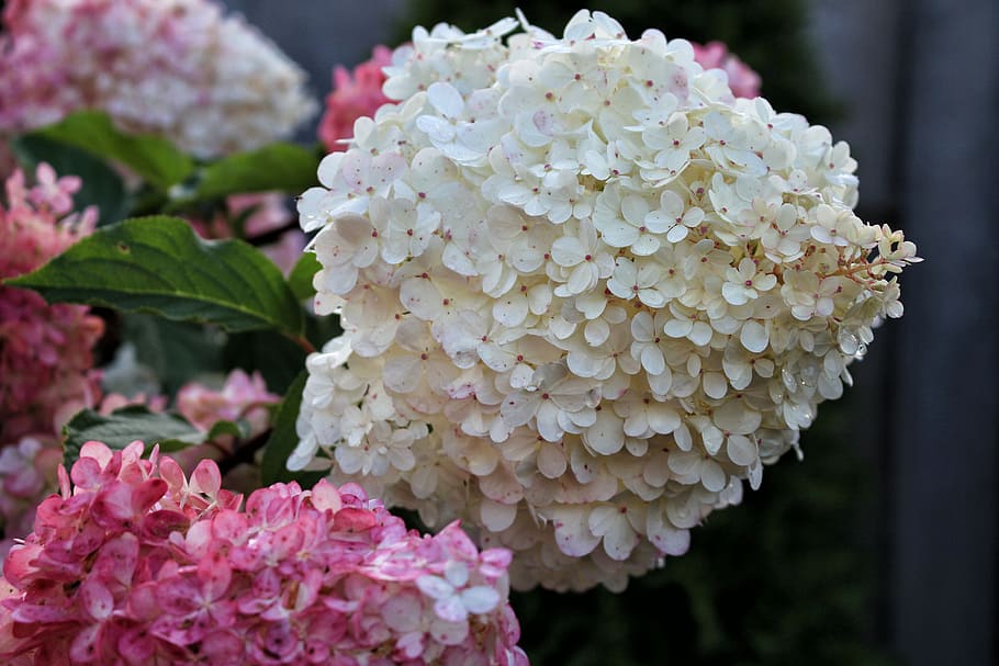 hydrangea, flowers, hydrangeas, a flower garden, flowering plant HD wallpaper