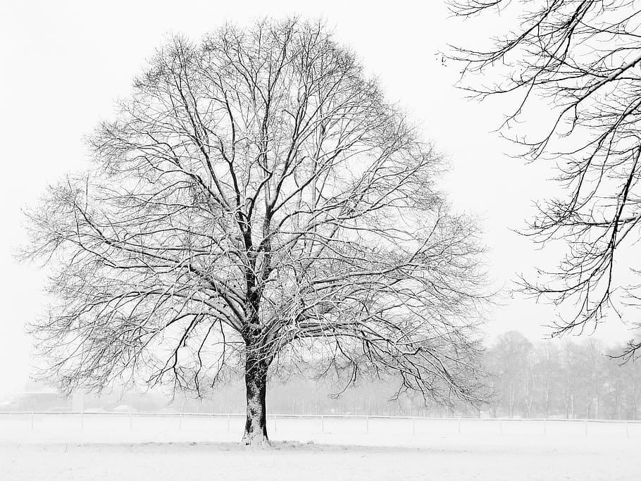 bare tree covered by snow, winter, xmas, cold temperature, plant HD wallpaper