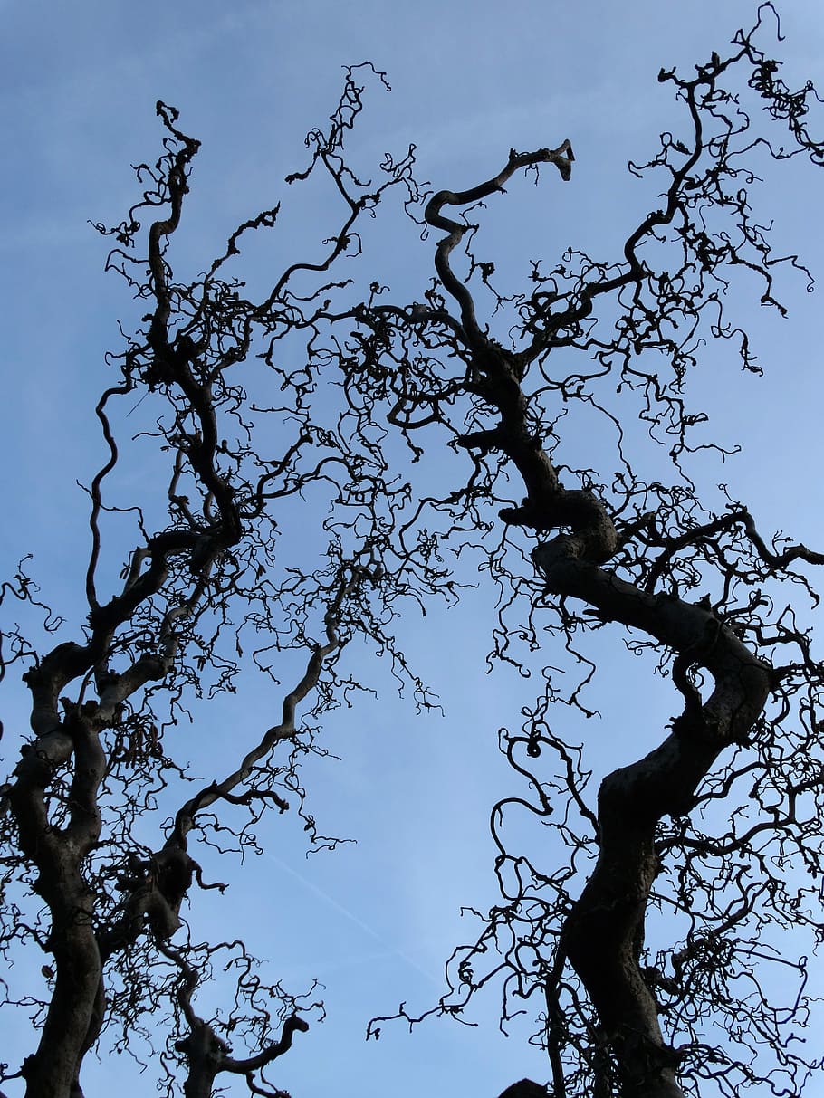 Willow Branch, Willow Tree, Nature, no people, silhouette, day HD wallpaper