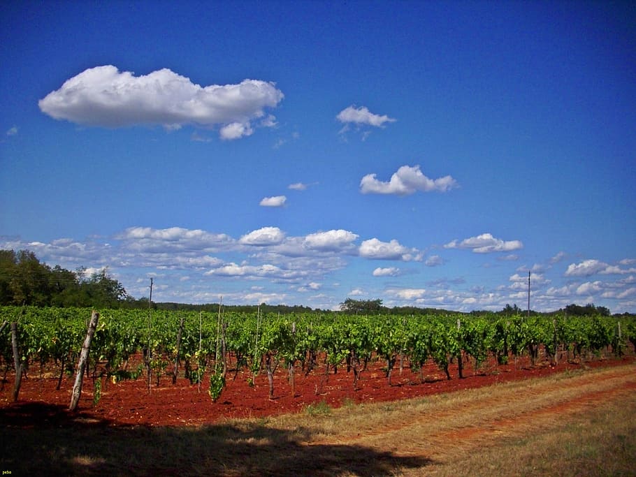 vineyard, umag, croatia, sky, cloud - sky, plant, landscape, HD wallpaper
