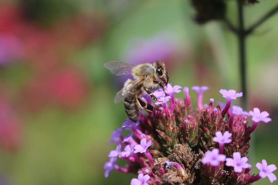 bee, lilac, flower, macro, insect, nature, pollination, close-up HD wallpaper