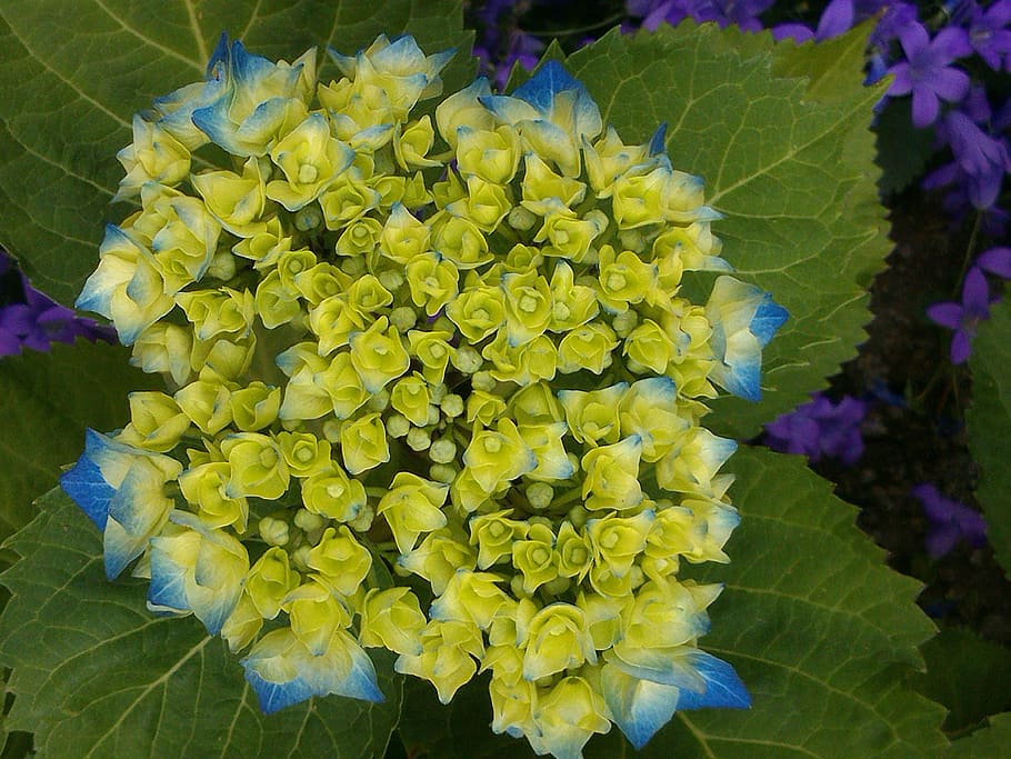 hydrangea, blue, flowers, garden, flowering plant, beauty in nature HD wallpaper