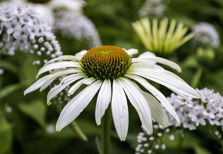 flower, spring, bloom, plant, petals, stamen, pistil, flowering plant HD wallpaper