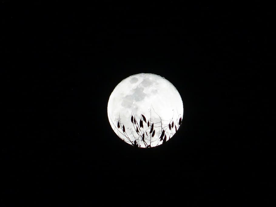 moon, full, twigs, shadow, night, horizon, sky, full moon, astronomy HD wallpaper
