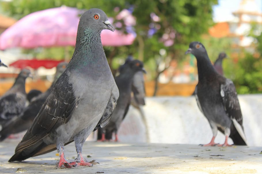 pigeon, birds, flying, animal themes, vertebrate, animal wildlife HD wallpaper