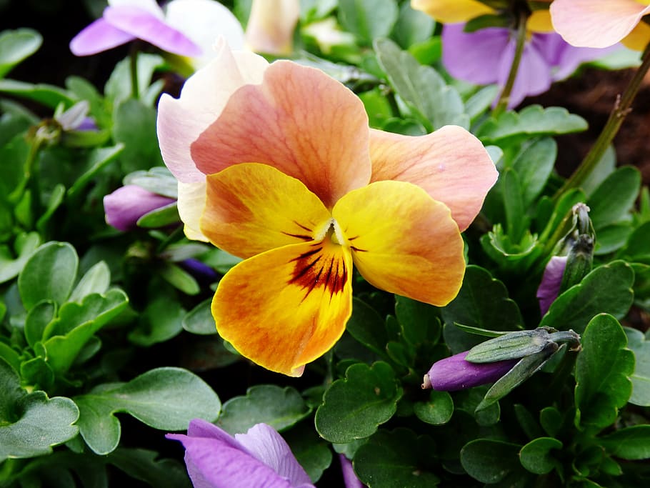 violet, flower, yellow, orange, flowering plant, petal, fragility HD wallpaper