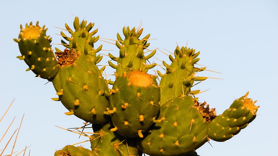 Cactus, Thorns, Sharp, Nature, Plant, growth, green color, outdoors HD wallpaper
