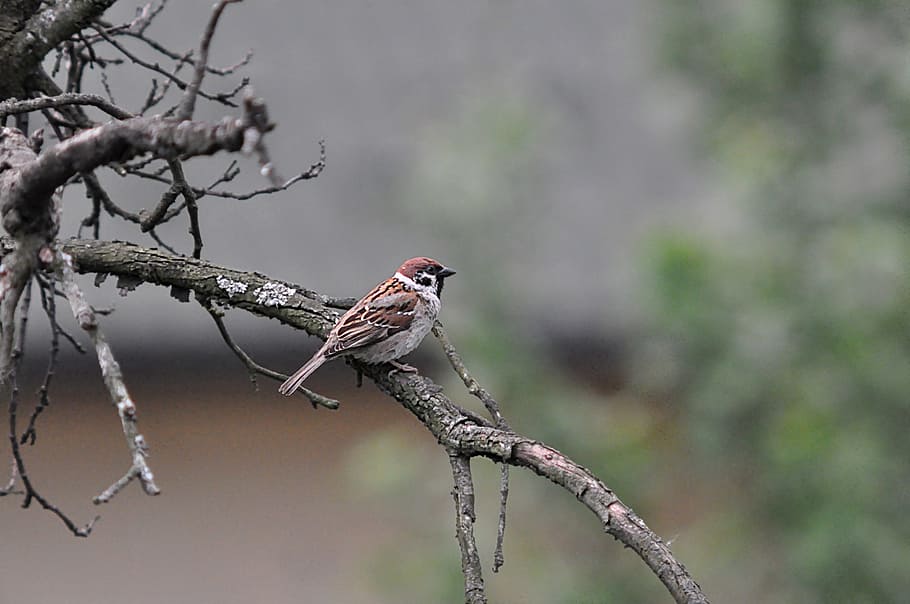 shallow focus photography of brown bird, Tree, Waiting, Nature HD wallpaper