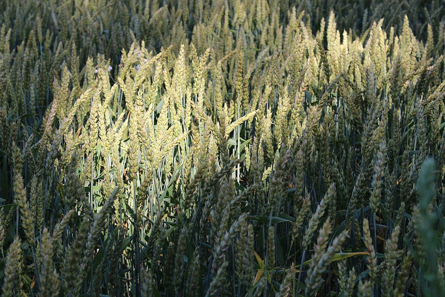 wheat, wheat field, light, shadow, cereals, drinking cup, shadow play HD wallpaper