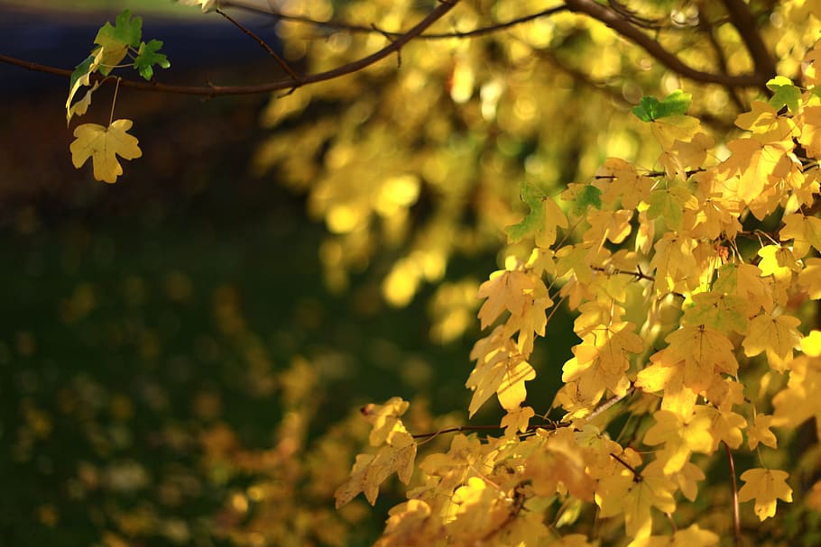 leaf, nature, tree, flora, season, yellow, sunny, autumn, light HD wallpaper