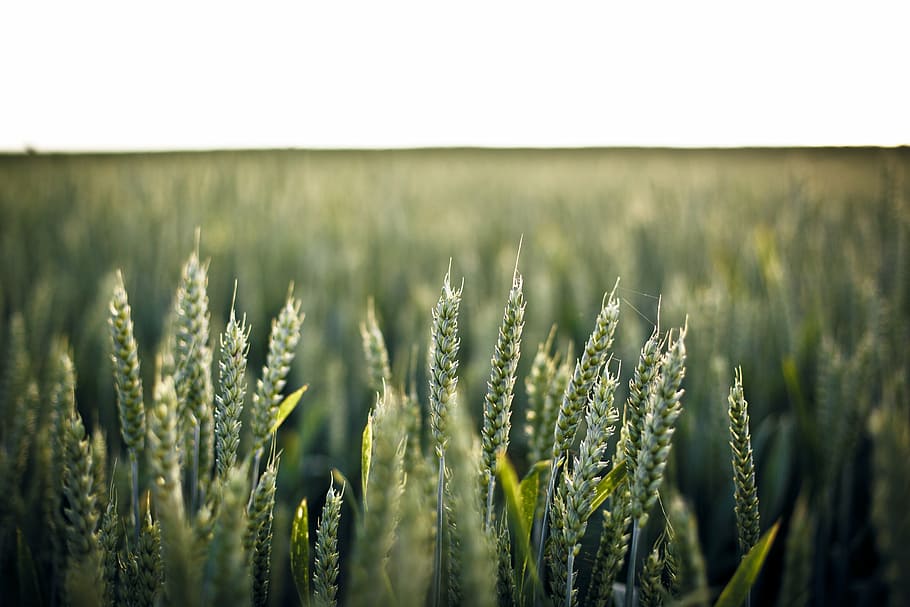 green grain field in shallow focus photography, tilt, shift HD wallpaper