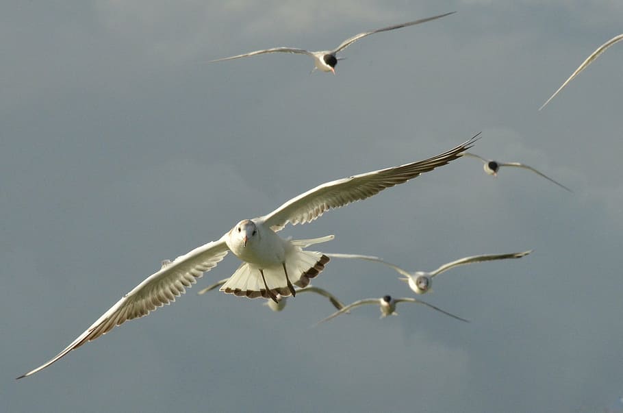 bird, seagull, wing, fly, air, animal themes, animal wildlife HD wallpaper