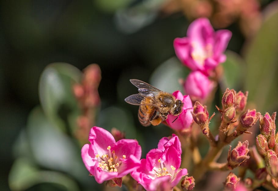 bee, flowers, nature, spring, pollen, honey, honey bee, blossom HD wallpaper