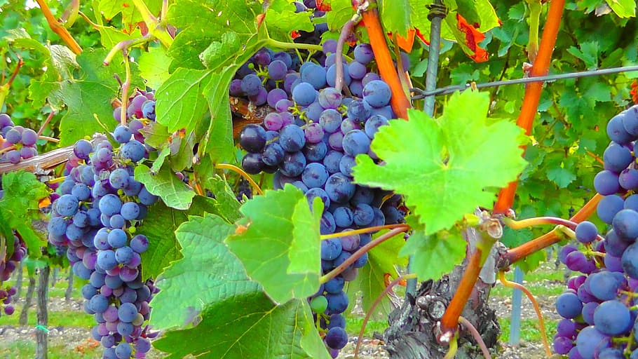 purple grapes close-up photo, ripe, harvest, landscape, wine