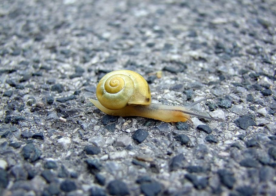 snail, floor, paved, crawling, moving, motion, slow, shell HD wallpaper