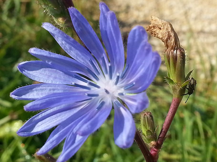 blossom, bloom, blue wait, chicory, nature, close, summer, plant HD wallpaper