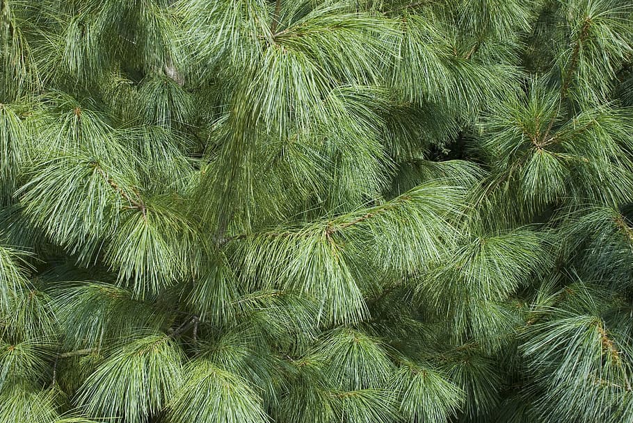 Tree, Conifer, Needle, Plants, iglak, nature, pine, needles HD wallpaper