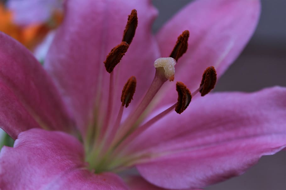macro, texture, flower, flowering plant, freshness, beauty in nature HD wallpaper