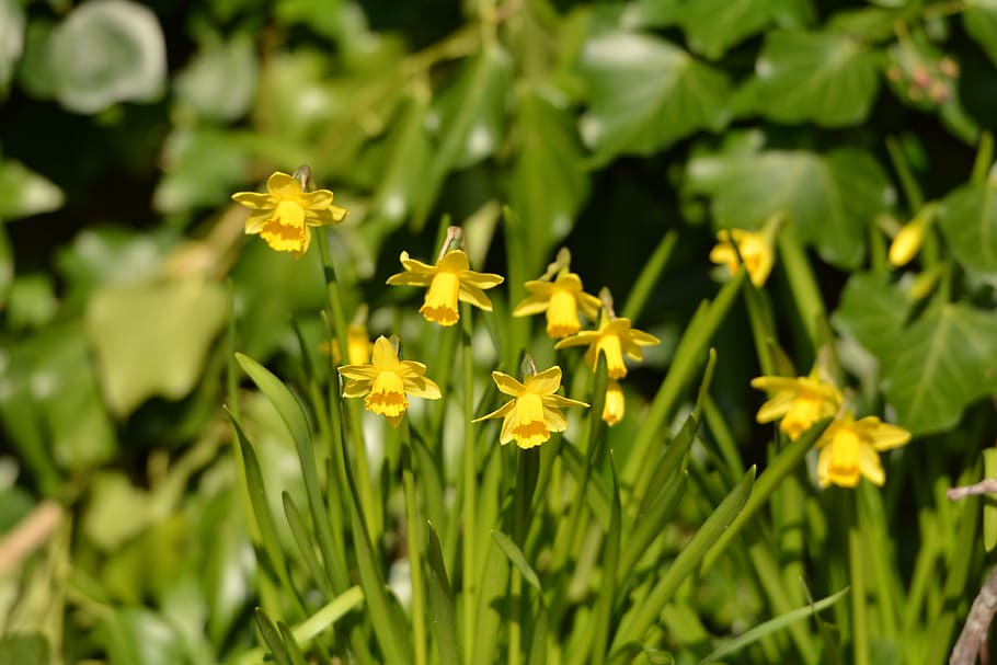 flowers, narcis, spring, yellow, flowering plant, fragility HD wallpaper