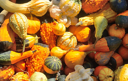 flay lay photography of gourd pumpkin lot, squash, pumpkins HD wallpaper