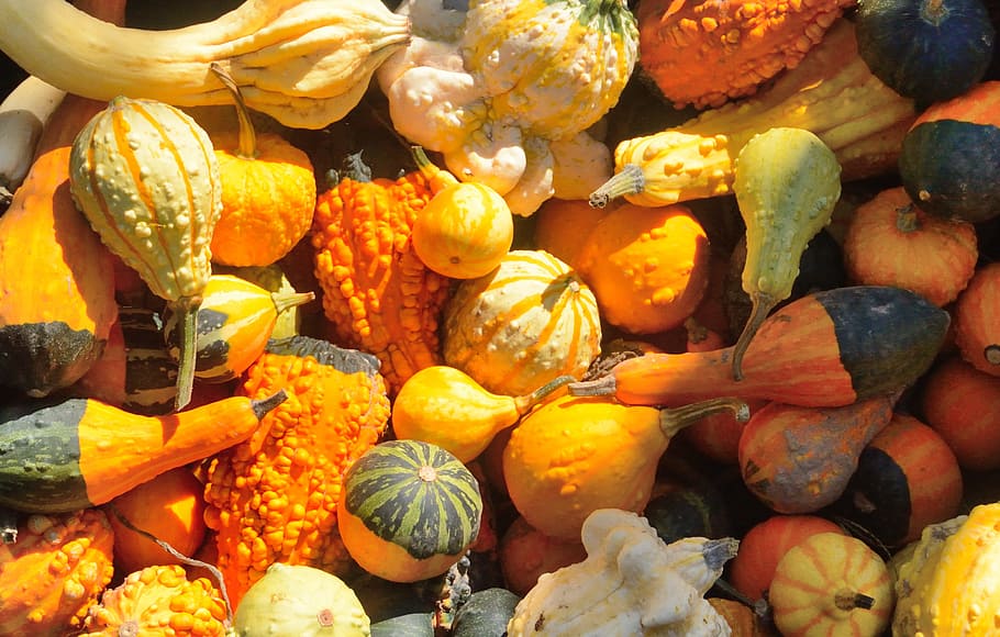 flay lay photography of gourd pumpkin lot, squash, pumpkins HD wallpaper
