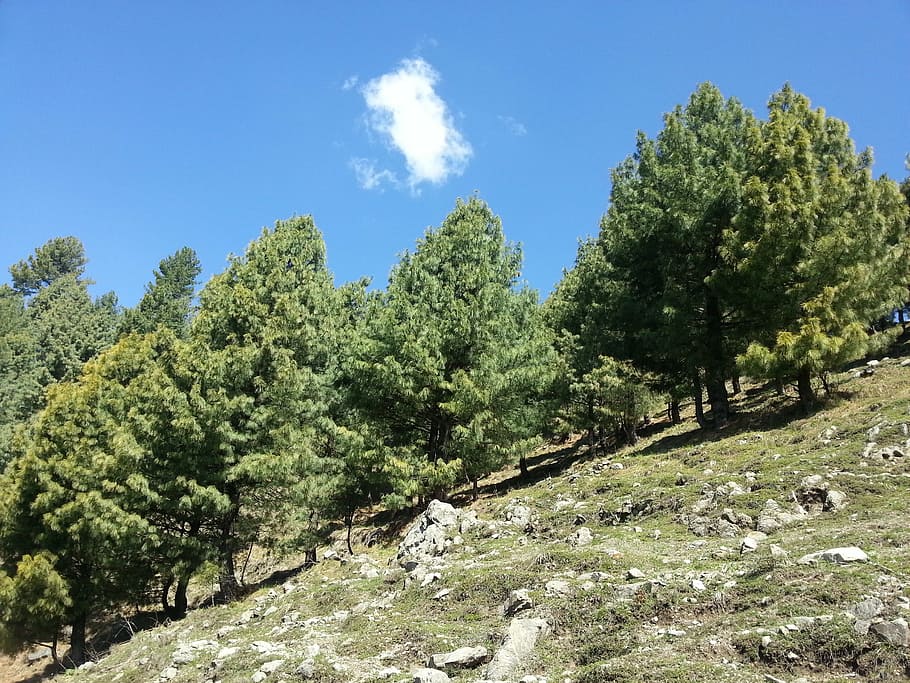 trees, pine trees, sky, rocks, cloud, plant, beauty in nature HD wallpaper