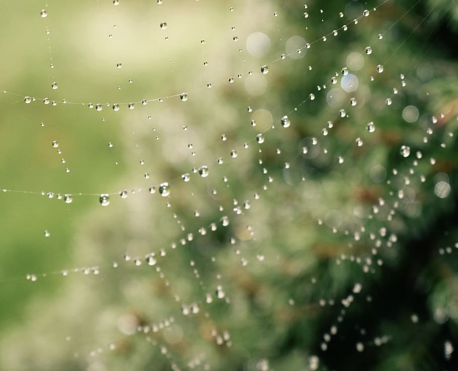 spiderweb, dew, waterdrop, tree, lines, wet, close-up, beauty in nature HD wallpaper