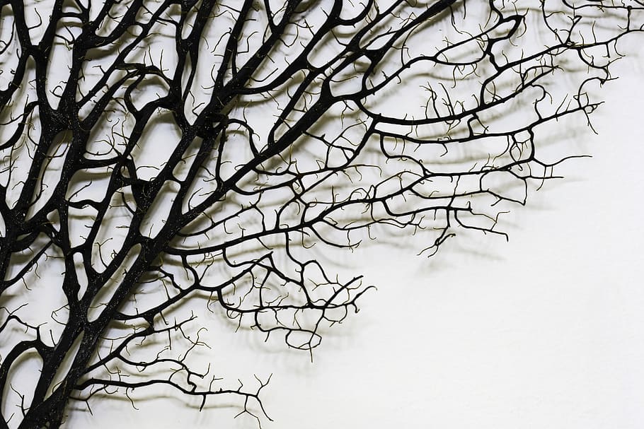 brown leafless tree, bare tree art, black and white, still life HD wallpaper