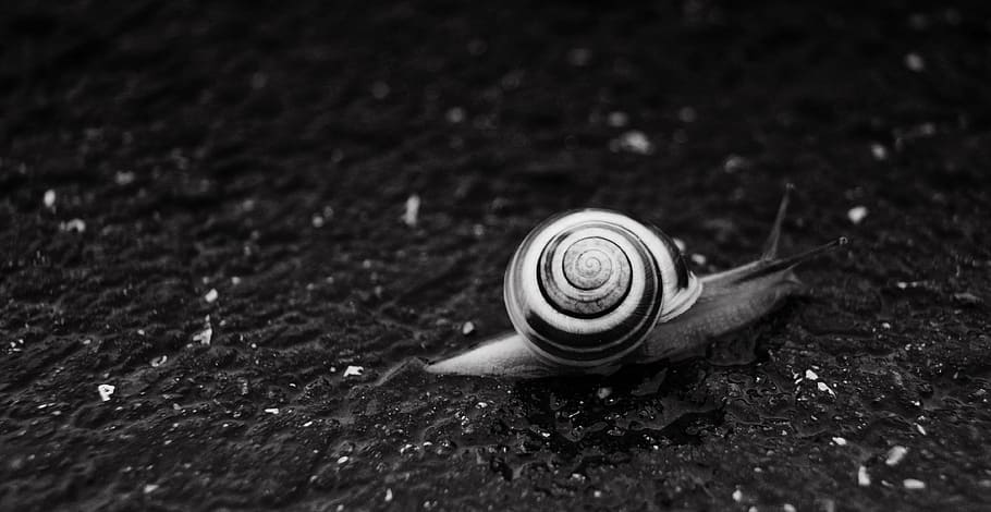 snail, worm, nature, conch, animal, mollusk, gastropod, invertebrate HD wallpaper